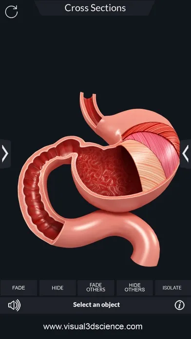 تصاویر My Digestive System Anatomy